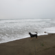 Illustration for article titled 10,000 Mile Road Trip: Day 13 - Redondo Beach to Cambria